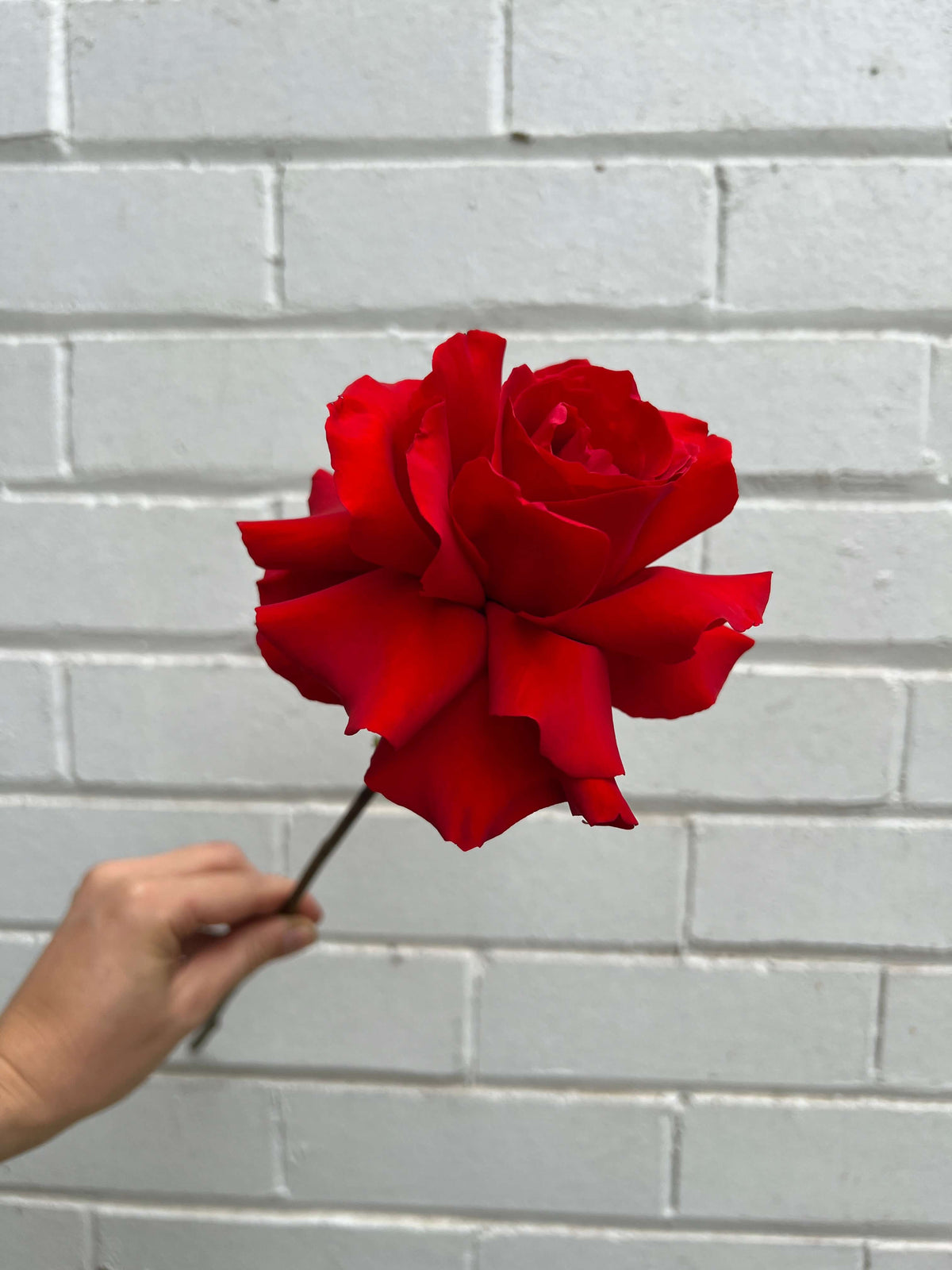 big red rose reflexed single stem valentine flowers