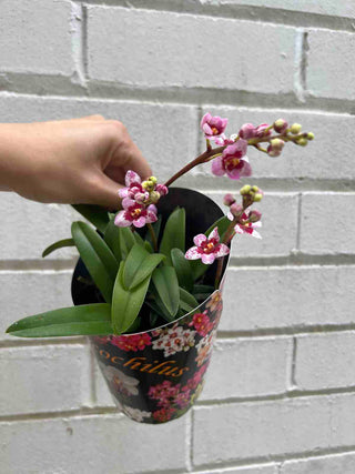Native Sarcochilus Orchid Plant