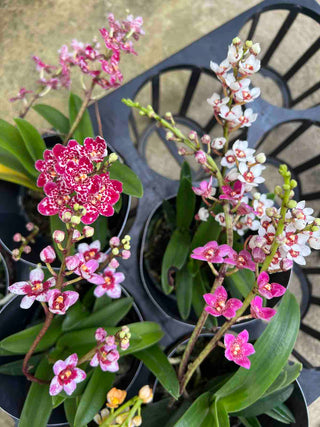 Native Sarcochilus Orchid Plant