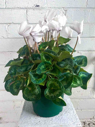 white cyclamen plant