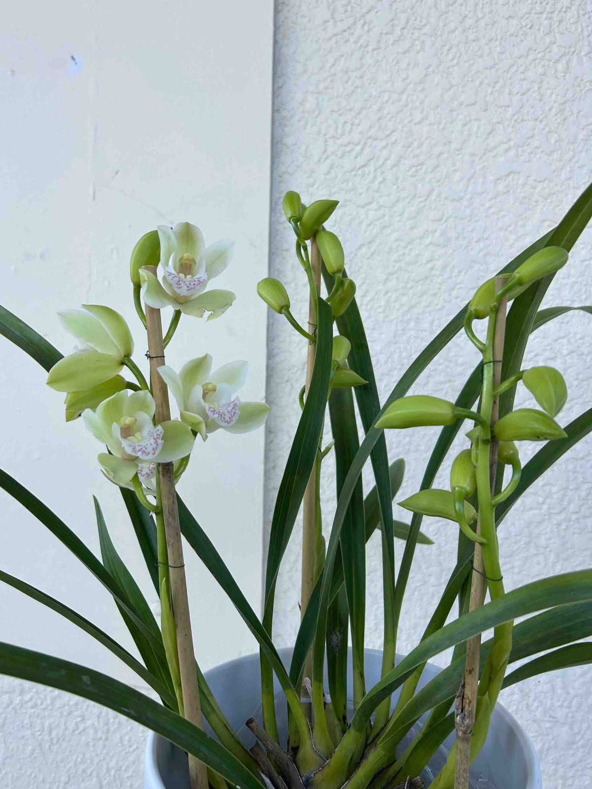 white green cymbidium orchid plant with 3 spikes for gift delivery