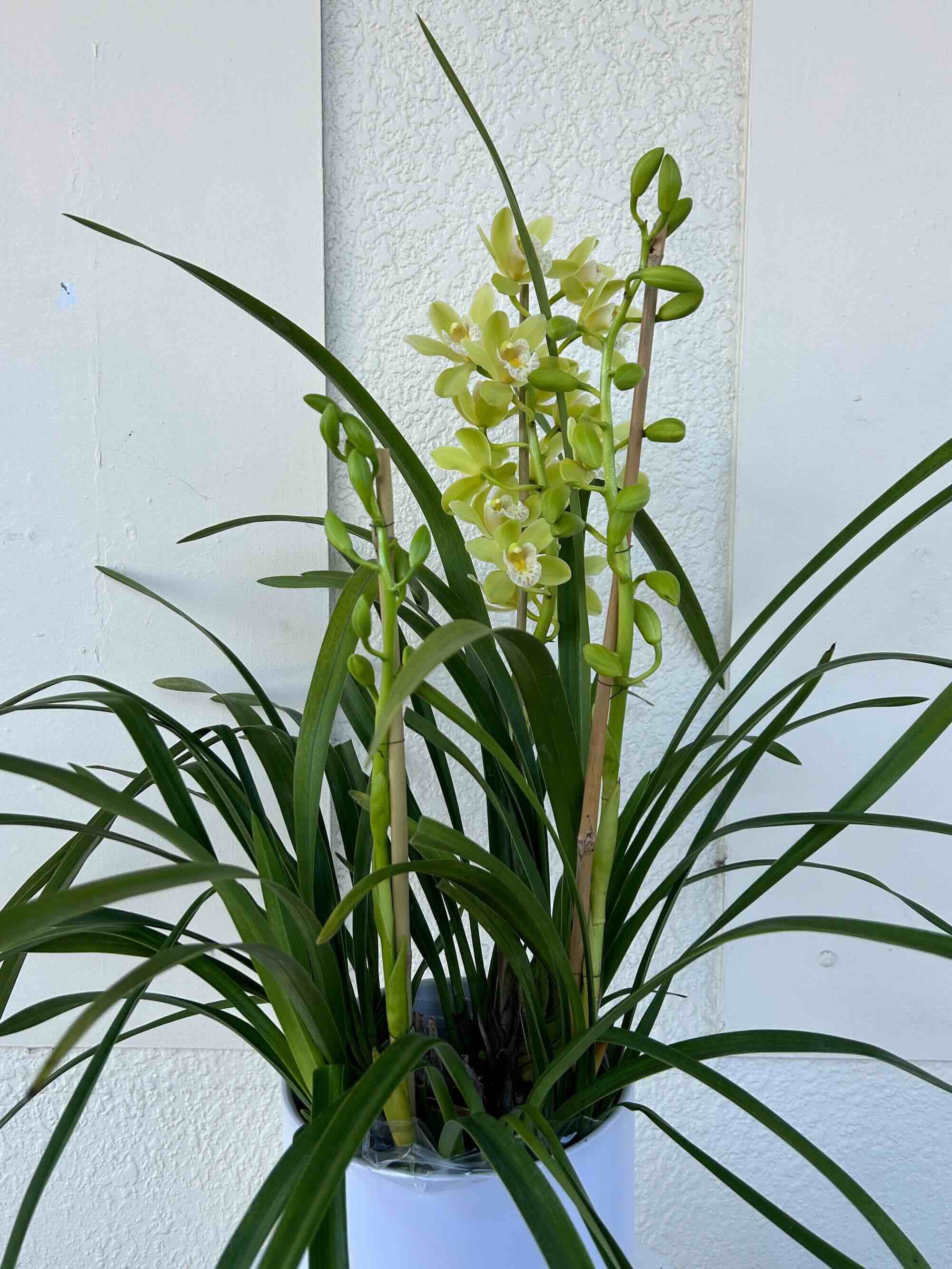 cymbidium orchid three spikes gift delivery