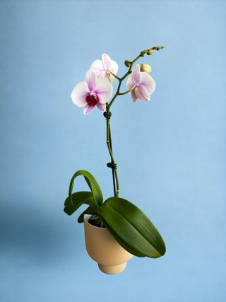 Phalaenopsis Orchid Medium Pot Plant
