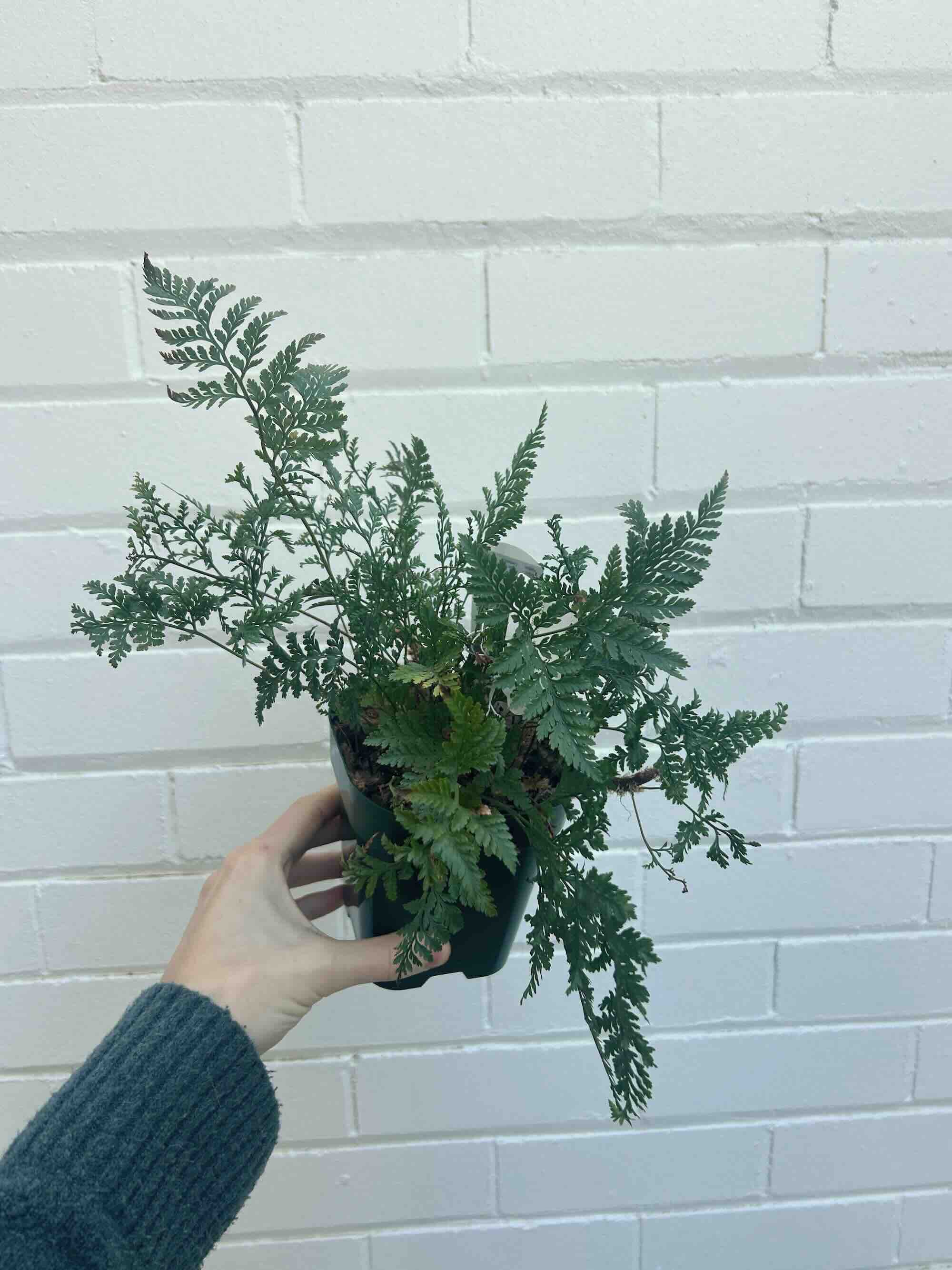 mini small indoor plant green fern