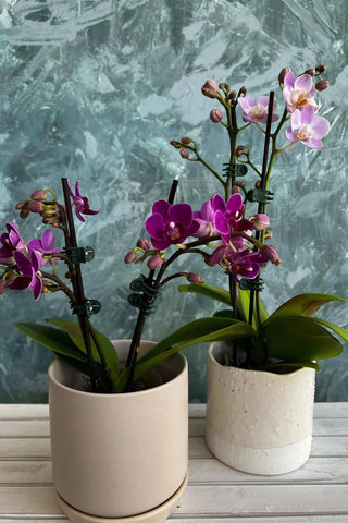 ORCHID LOVER GIFT HAMPER