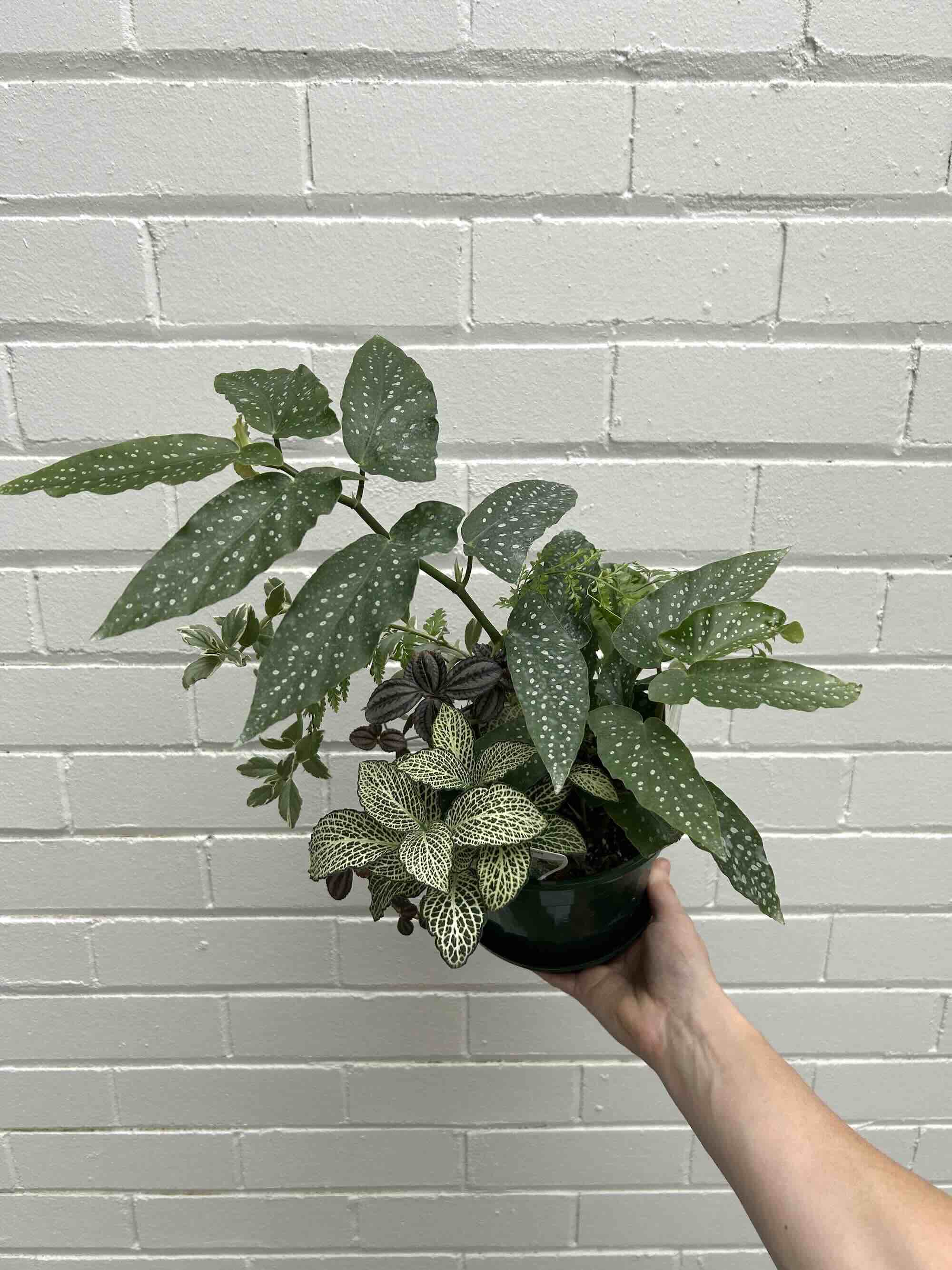 A person holding a pot with a mixed indoor potted plant garden featuring various green plants with different leaf patterns against a white brick wall.
