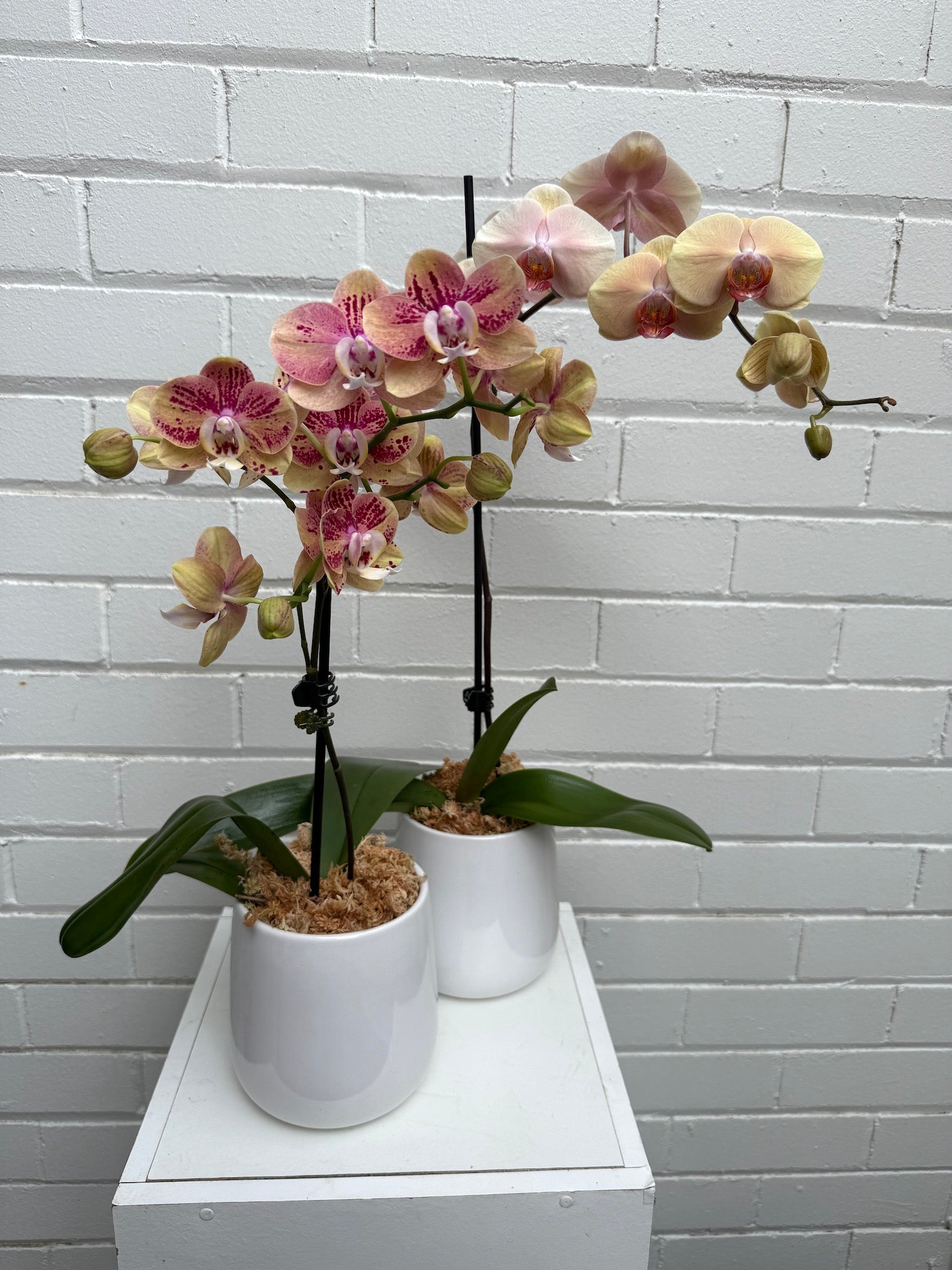 mixed orchids standard premium gift delivery same day sydney