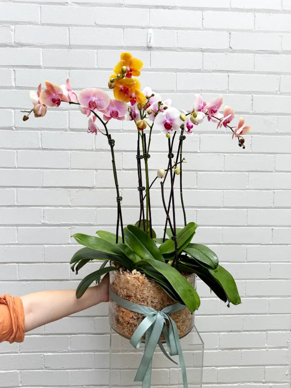 hand holding premium orchid plant gift with four colourful orchid plants in a glass vase with moss