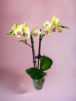 Phalaenopsis Orchid Small Pot Plant