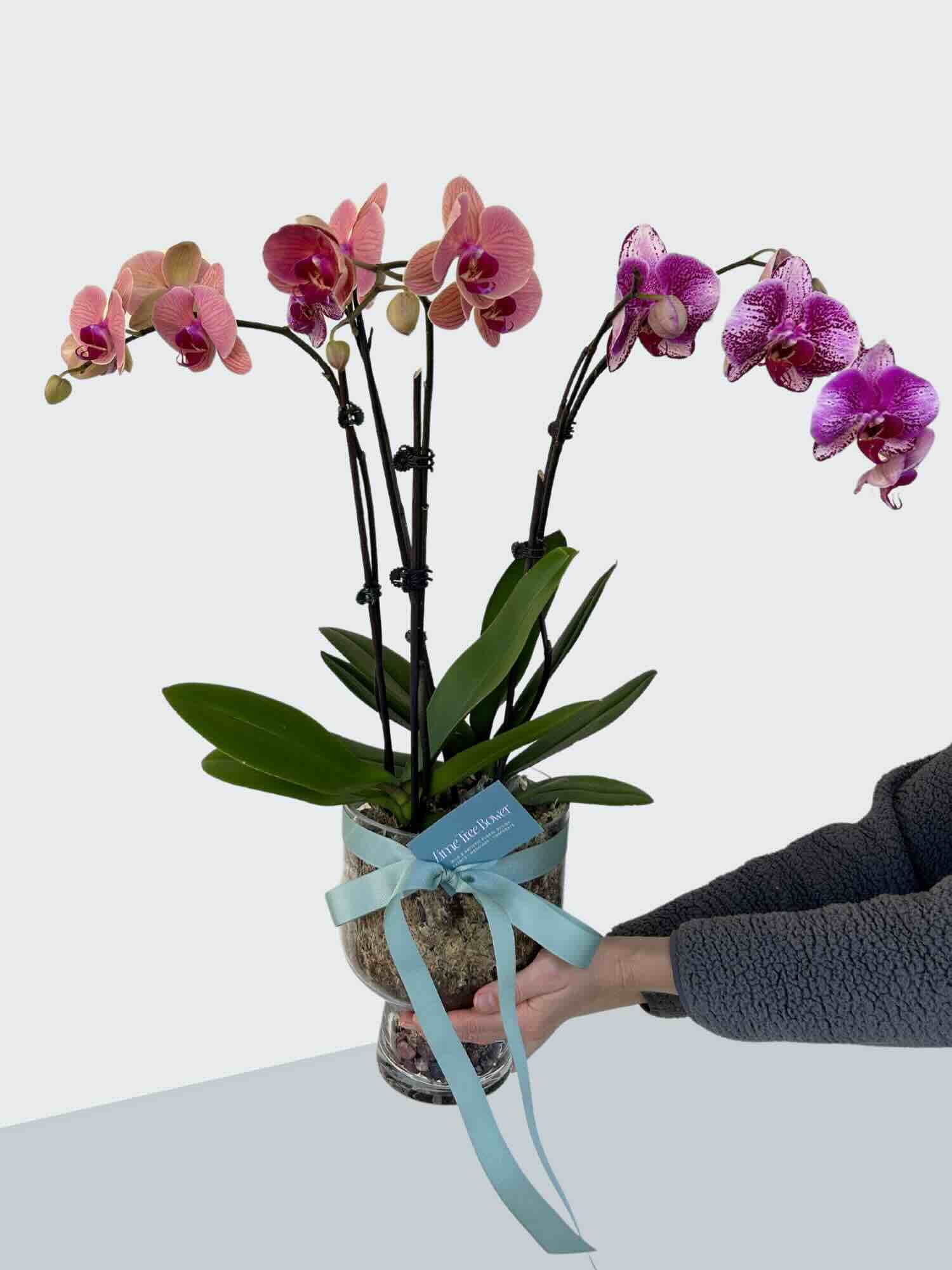Pink orchid plant gift with ribbon held by a hand on a light gray background