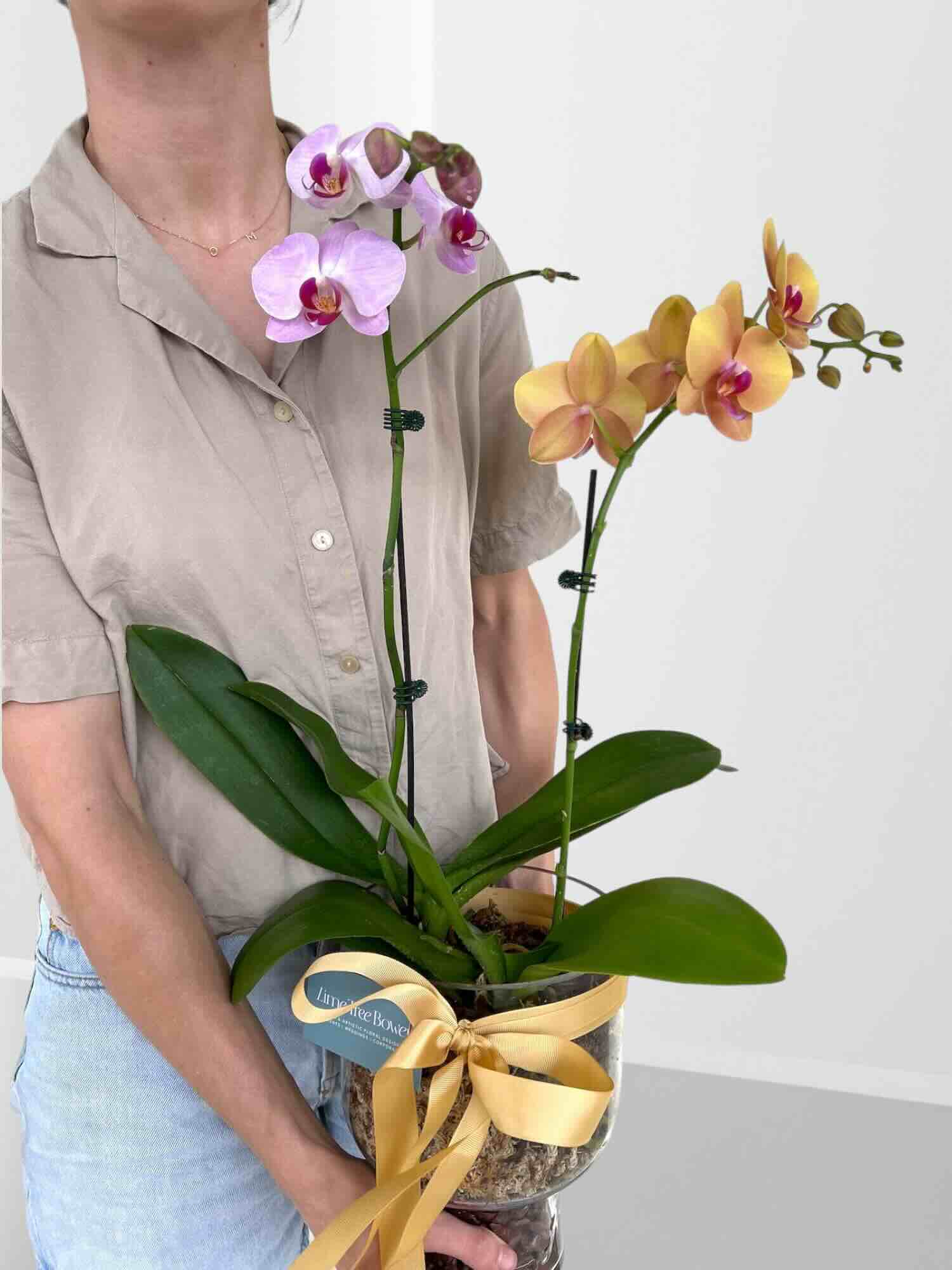 Person holding a potted orchid plant with a gold ribbon against a white background