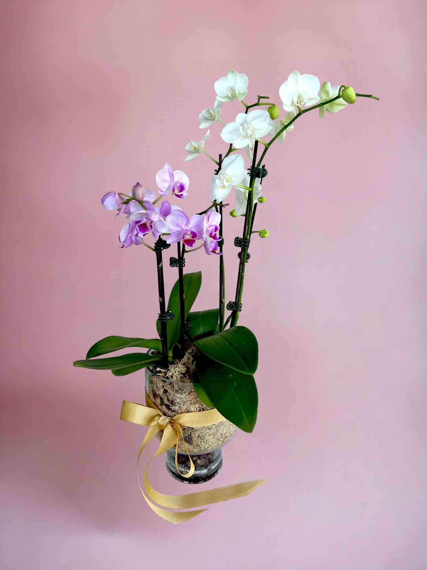 double orchid gift plant delivery in glass vase small