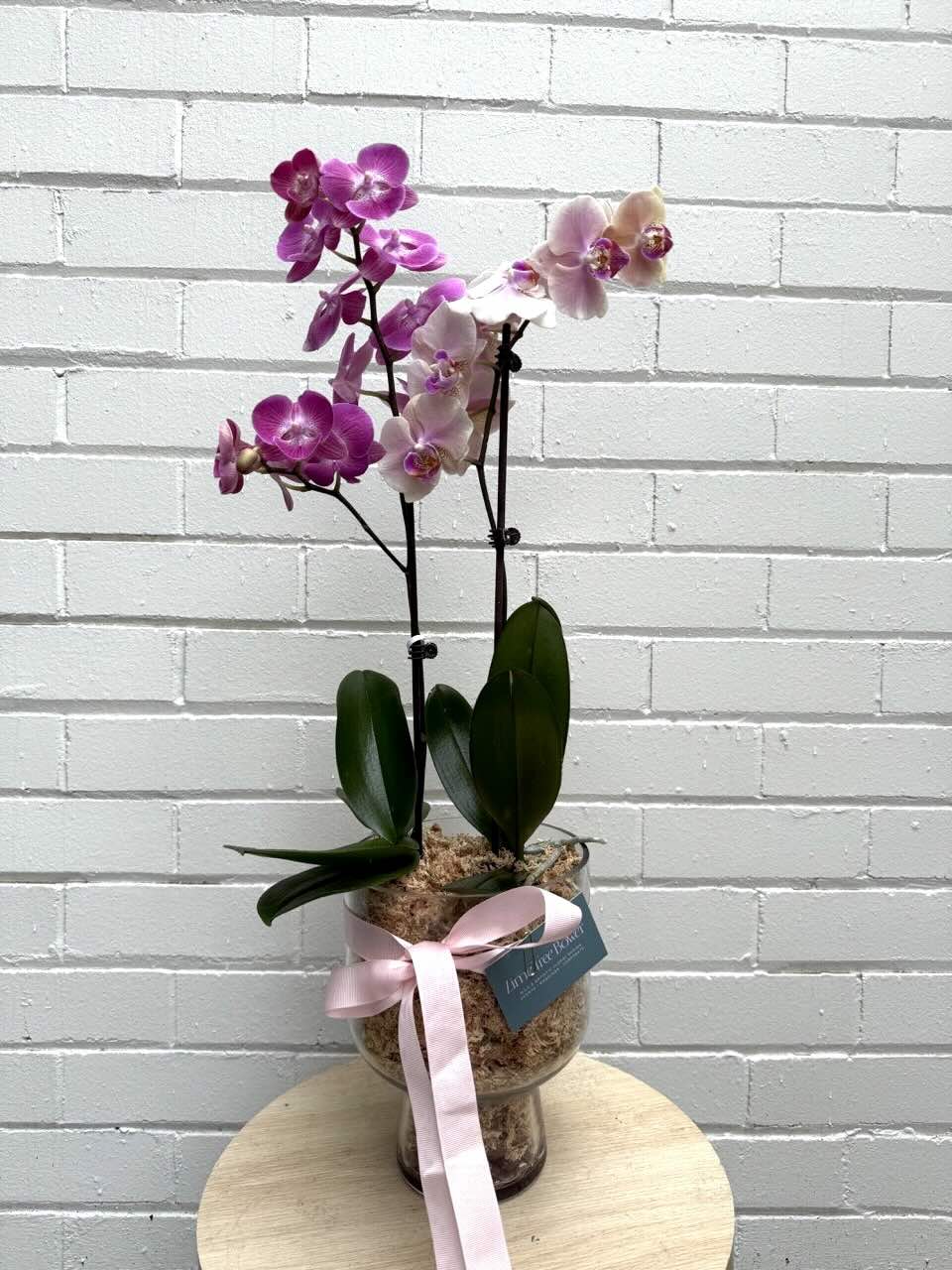 A potted Phalaenopsis Orchid plant with pink and purple flowers in a clear glass vase, adorned with a pink ribbon.