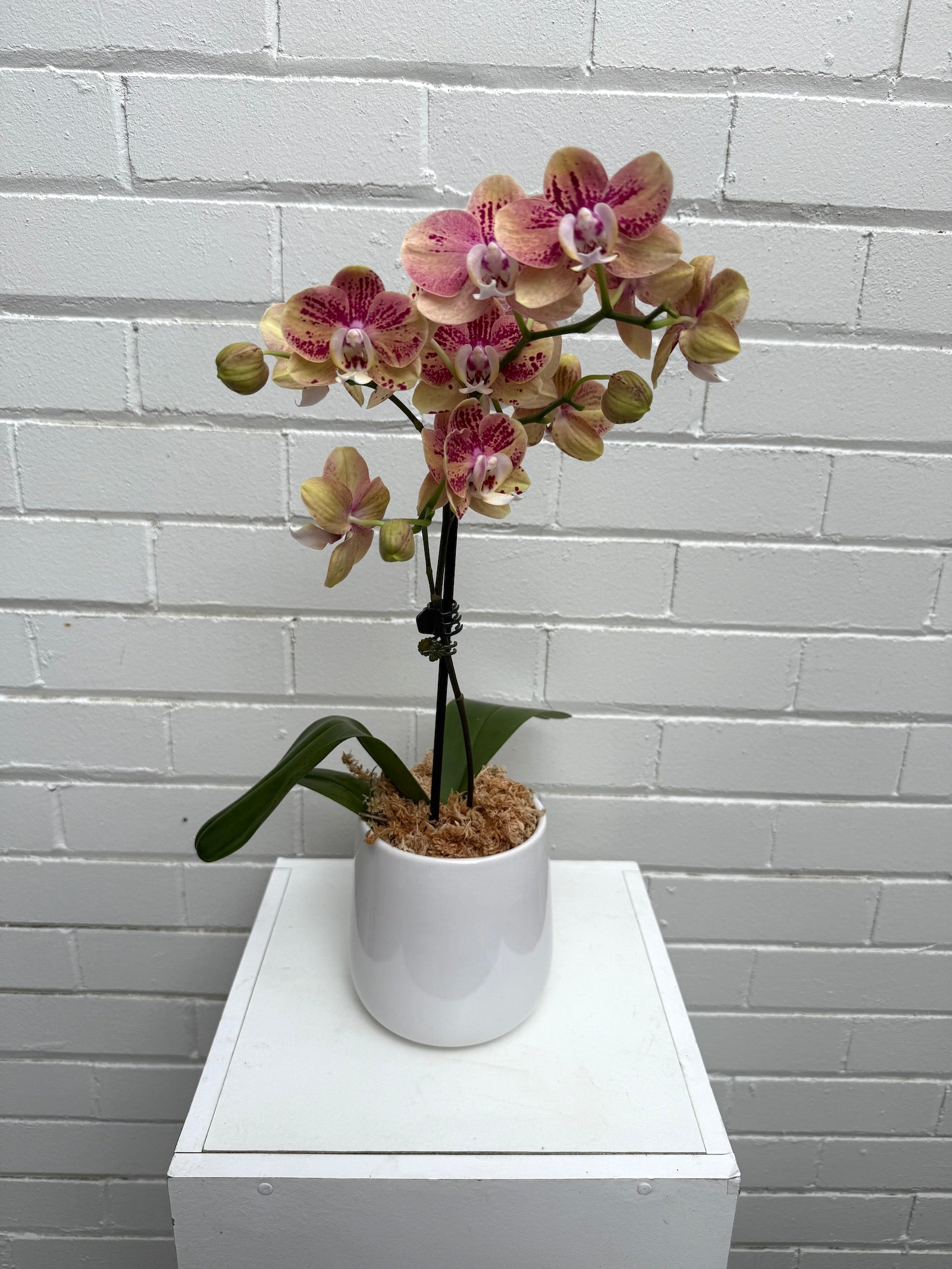 standard orchid gift colour sydney delivery