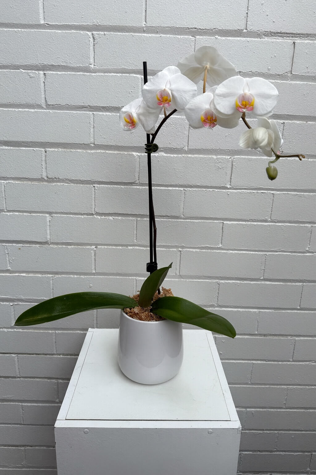 white orchid premium sydney gift delivery