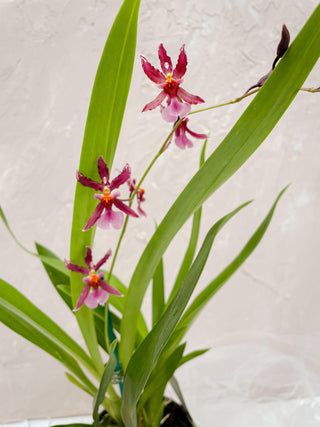 Oncidium Orchid Pot Plant - Lime Tree Bower
