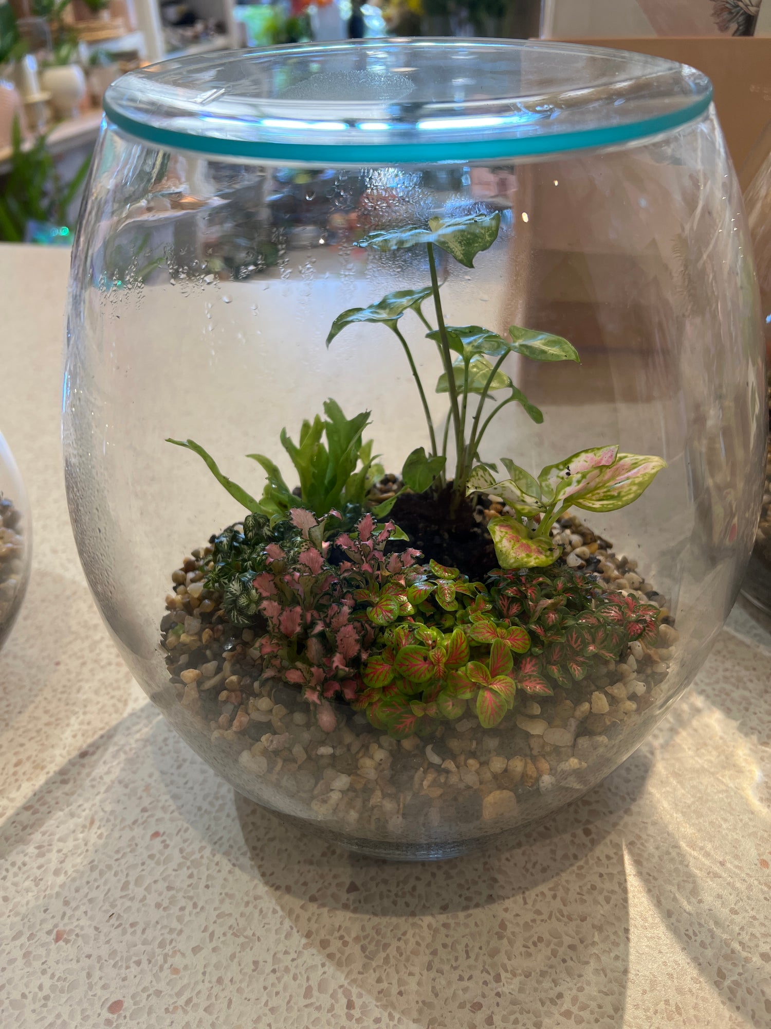 Large Terrarium