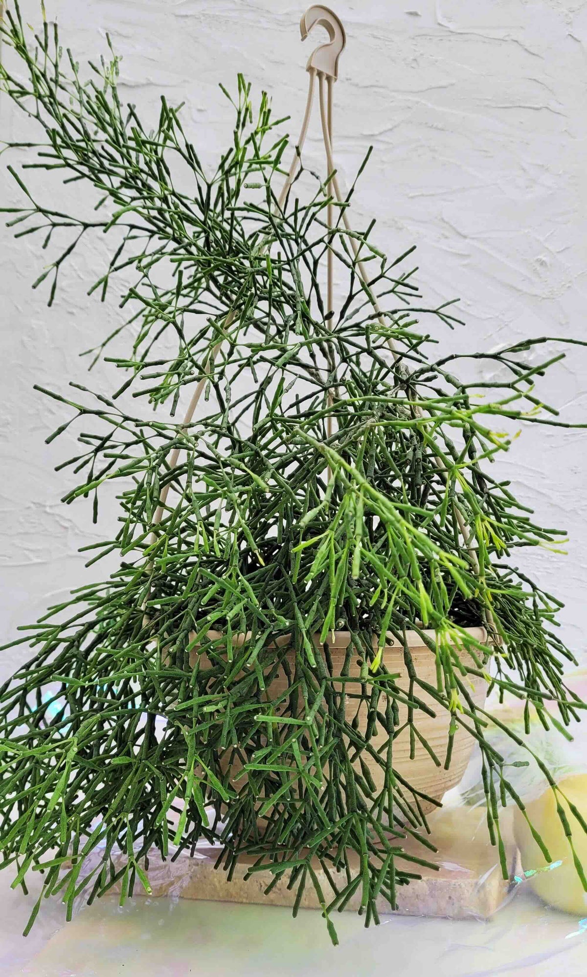 Rhipsalis Indoor Hanging Plant
