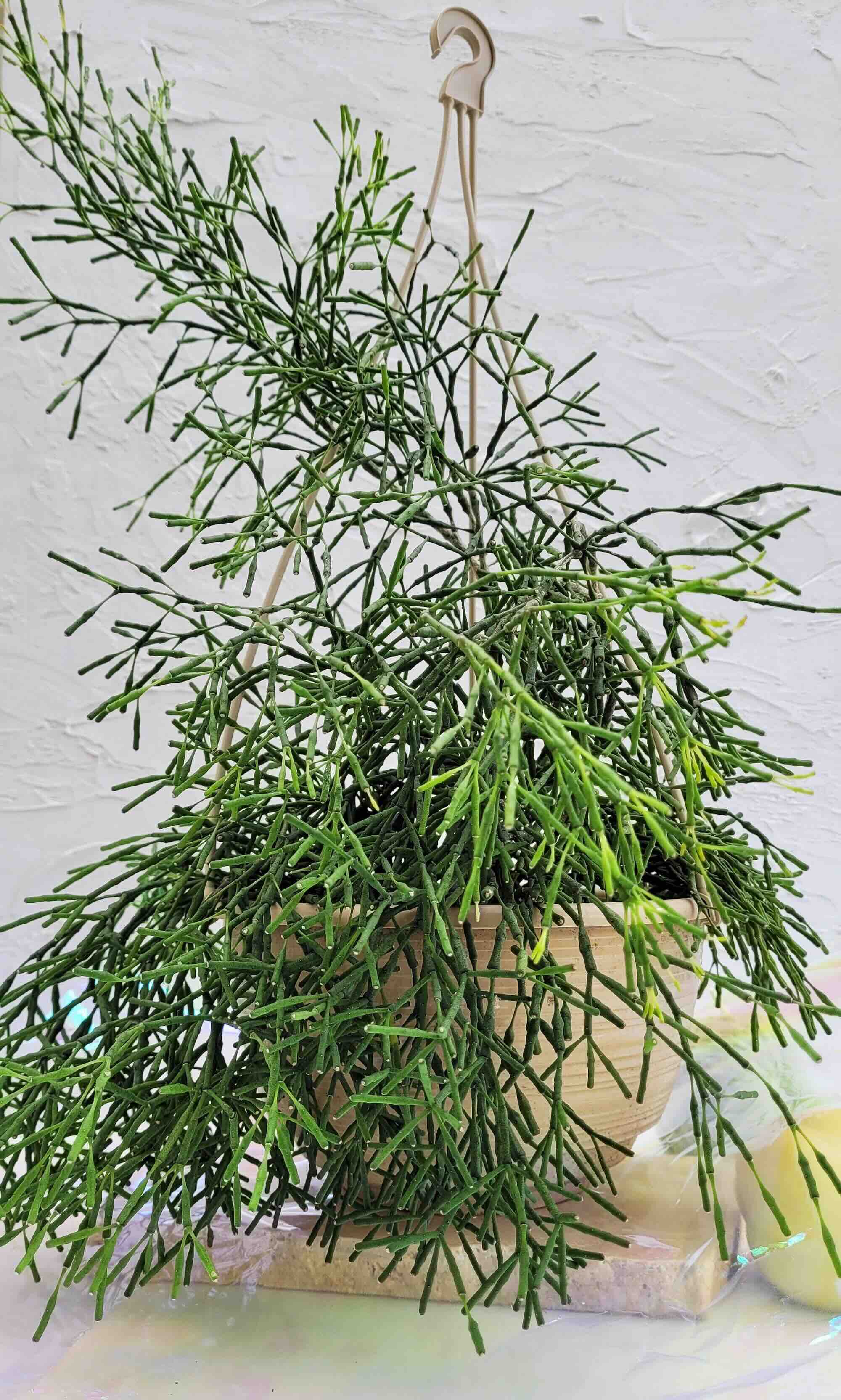 Rhipsalis Indoor Hanging Plant