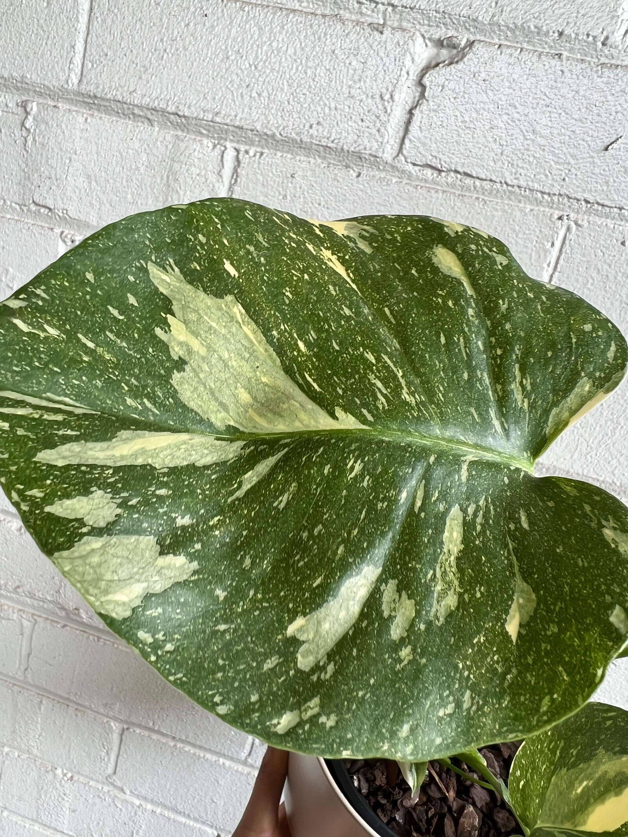 monstera thai constellation rare plant