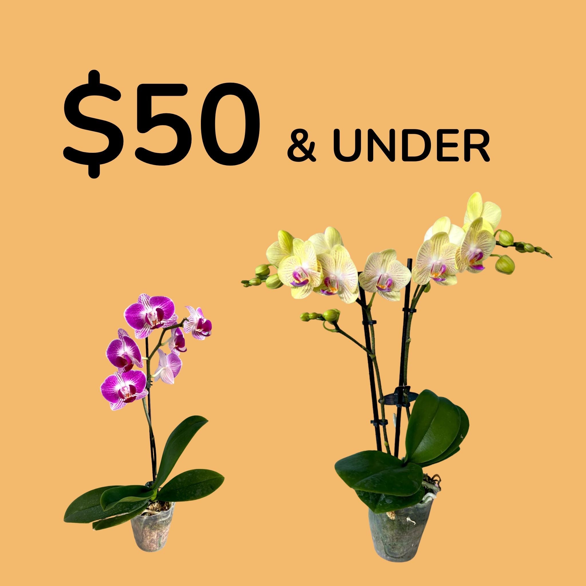 $50 & Under