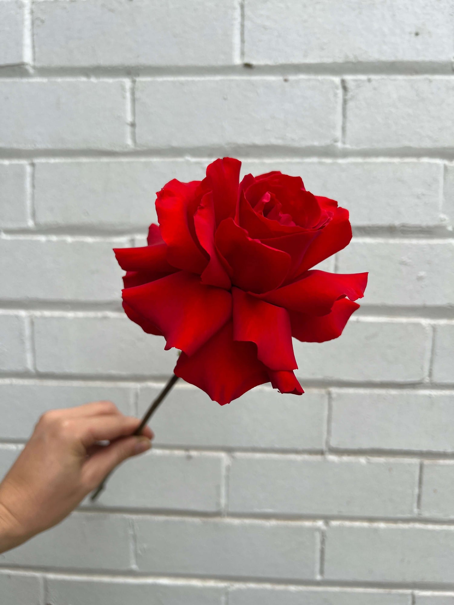 big red rose reflexed single stem valentine flowers