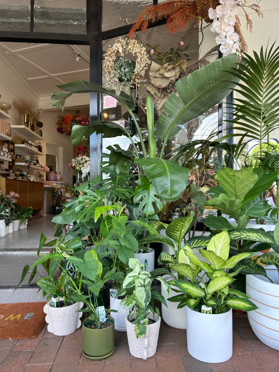 Shop Indoor Plant Gifts - Order Plants Online