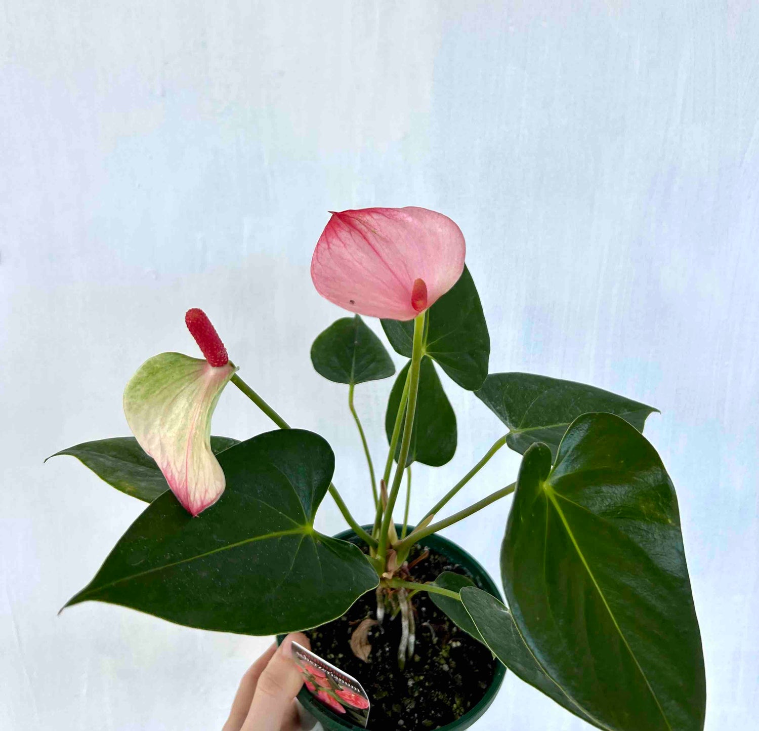 Anthurium Plant