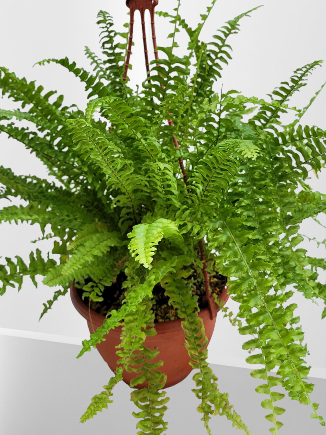 Fern Plants