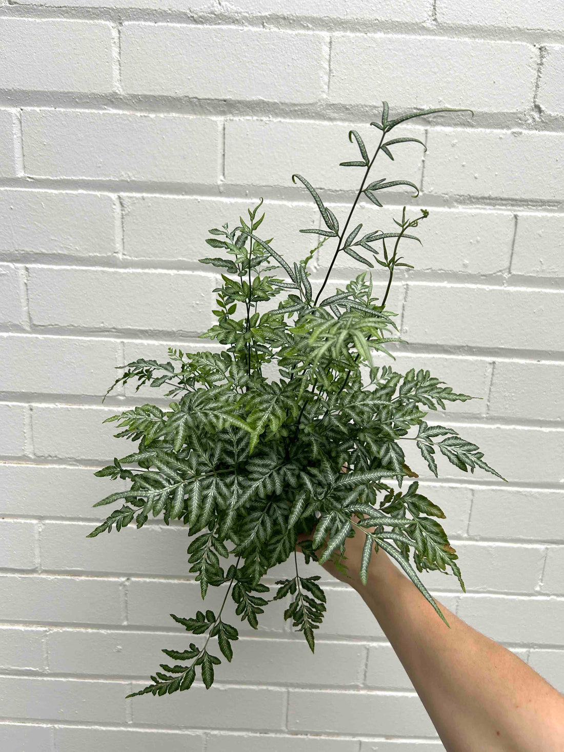 Fern Plants