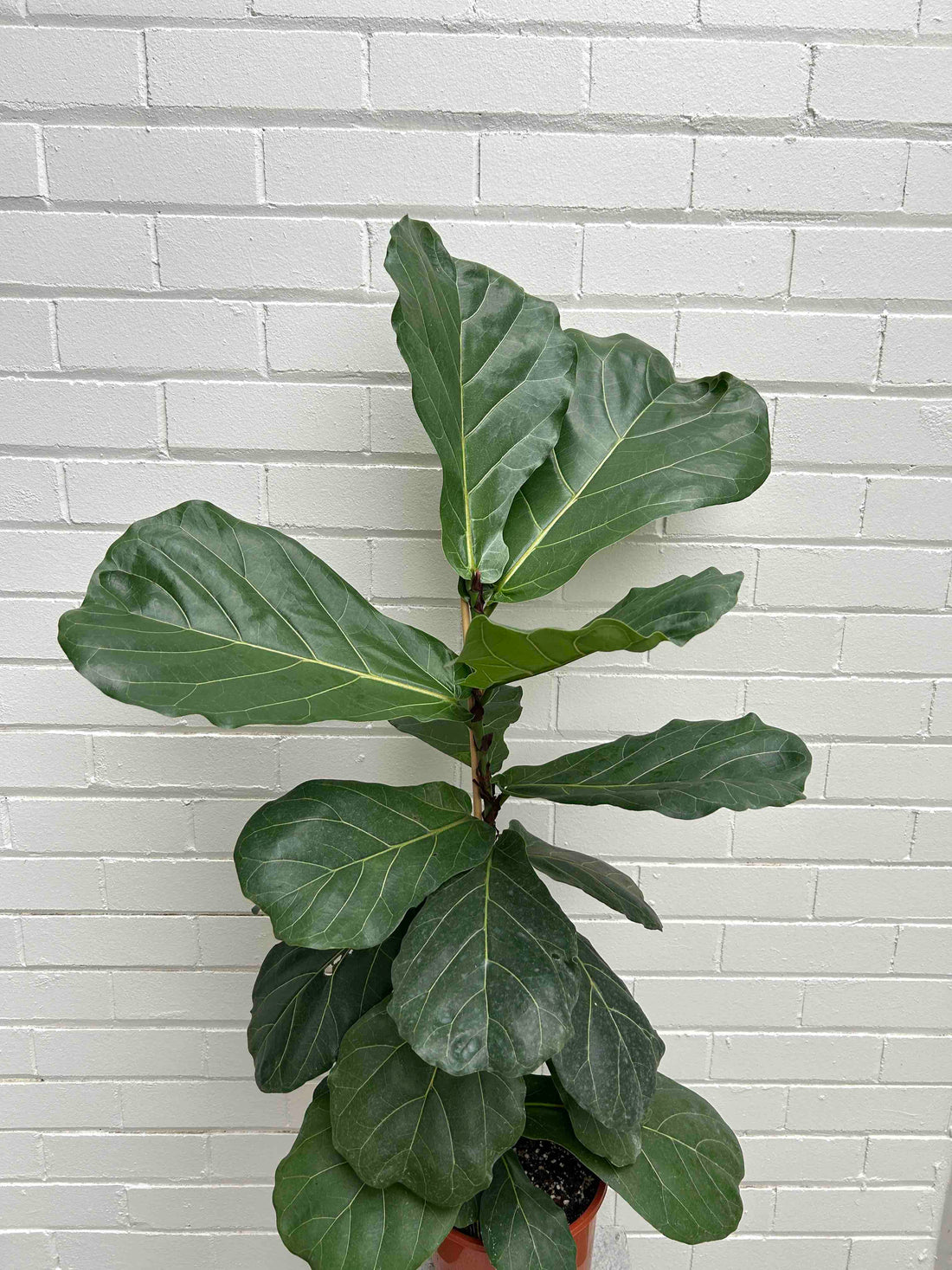 Fiddle Leaf Plant