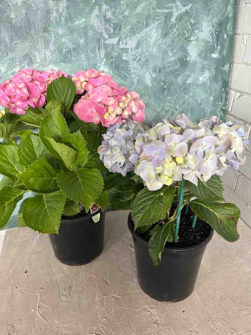 Hydrangea Plant