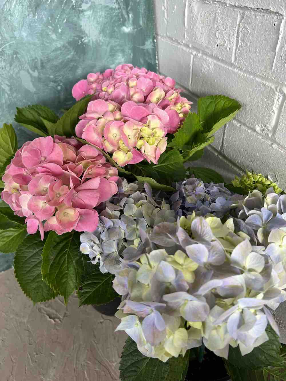 Hydrangea Plant