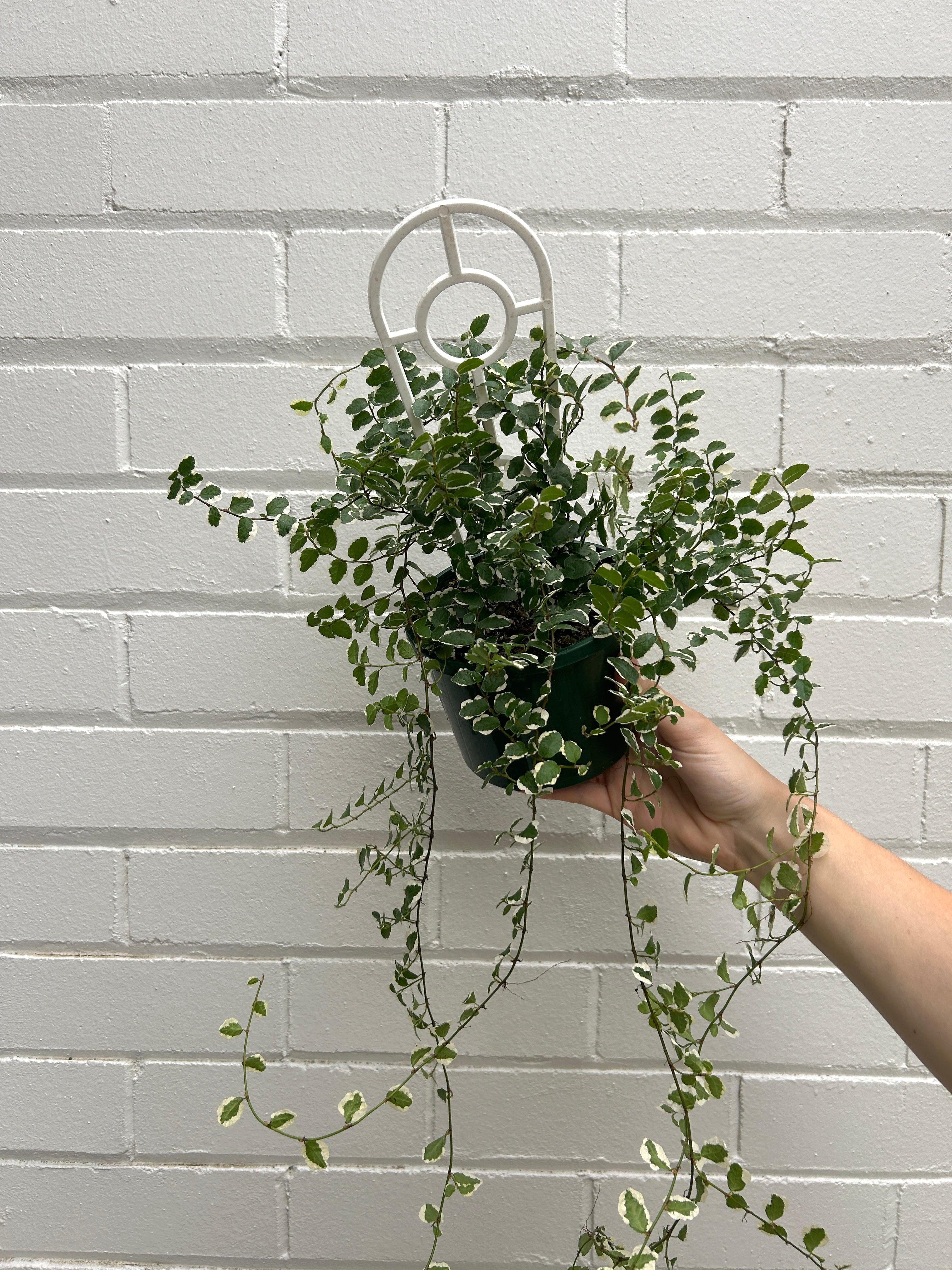 Ficus Pumila Icecaps Indoor Pot Plant