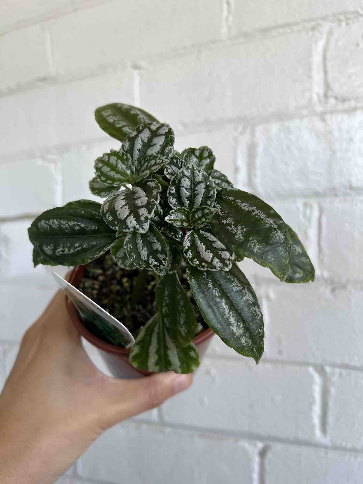 Mini Indoor 100mm Pot Plants