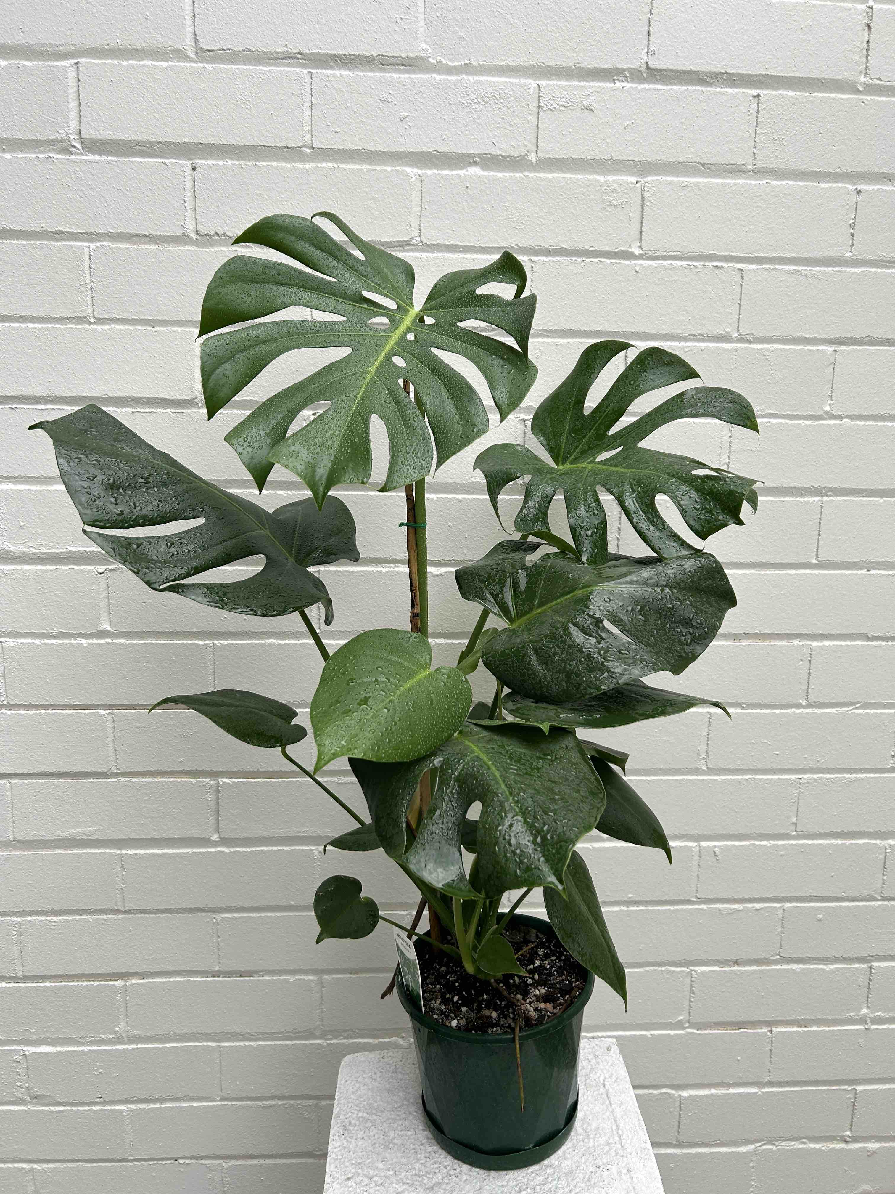 Monstera Indoor Plants