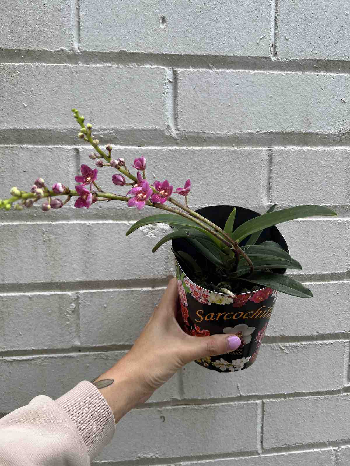 Native Sarcochilus Orchid Plant