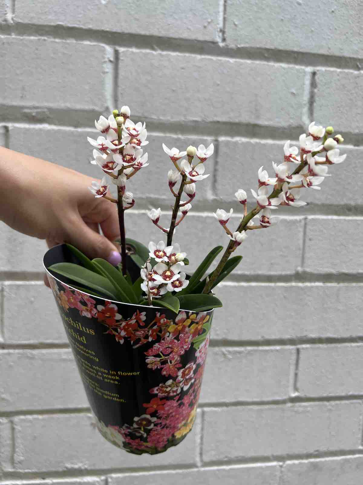 Native Sarcochilus Orchid Plant