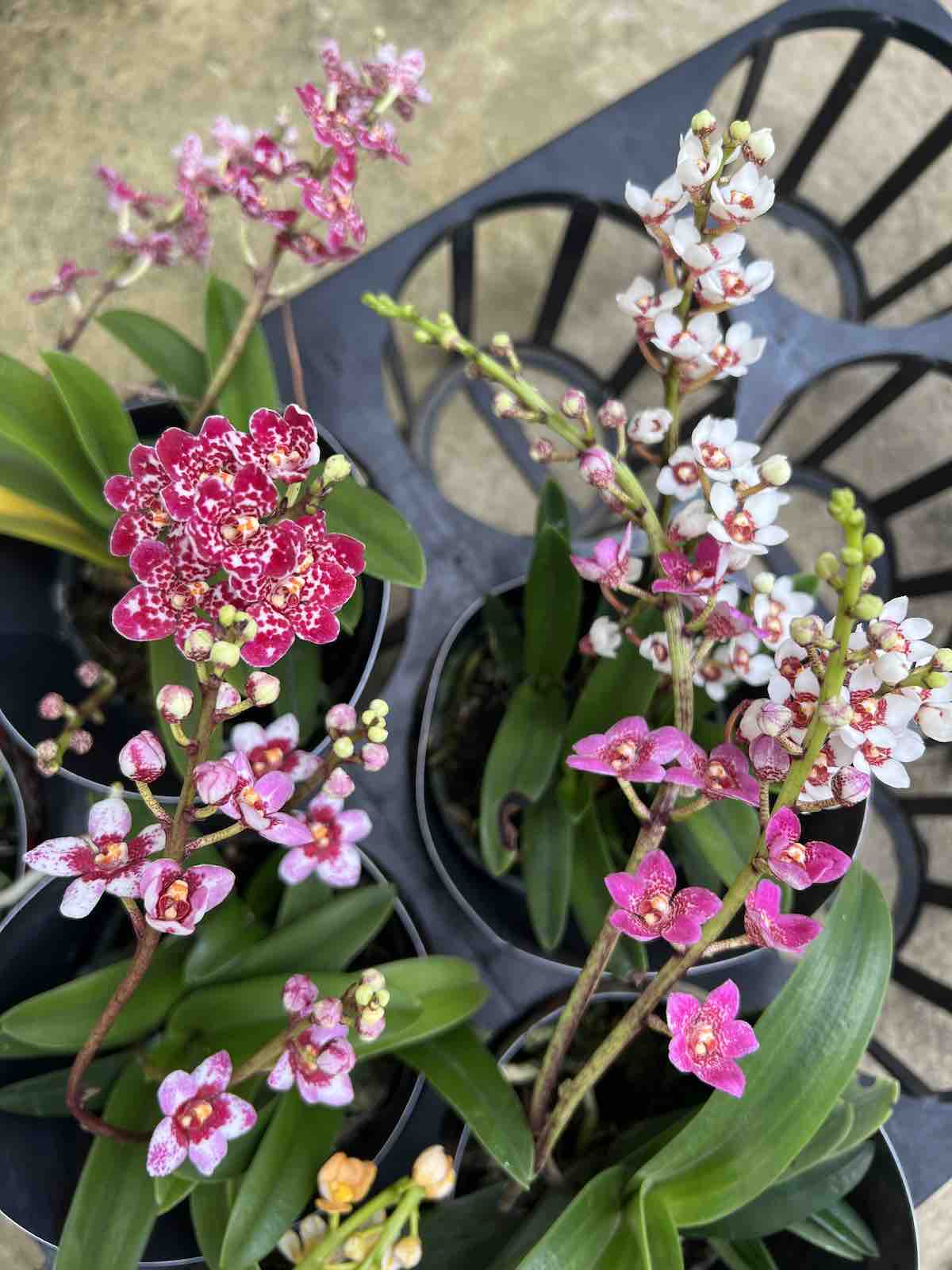 Native Sarcochilus Orchid Plant