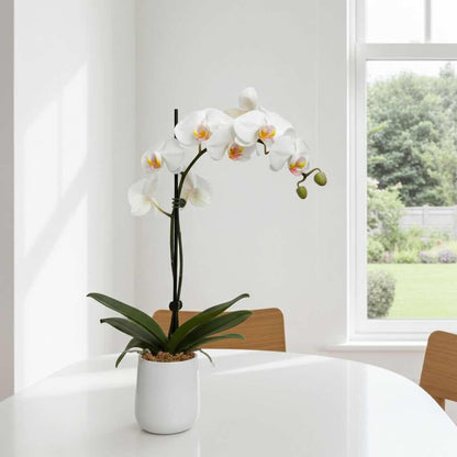 White Phalaenopsis Orchid Plant in Ceramic Pot – Sydney Delivery