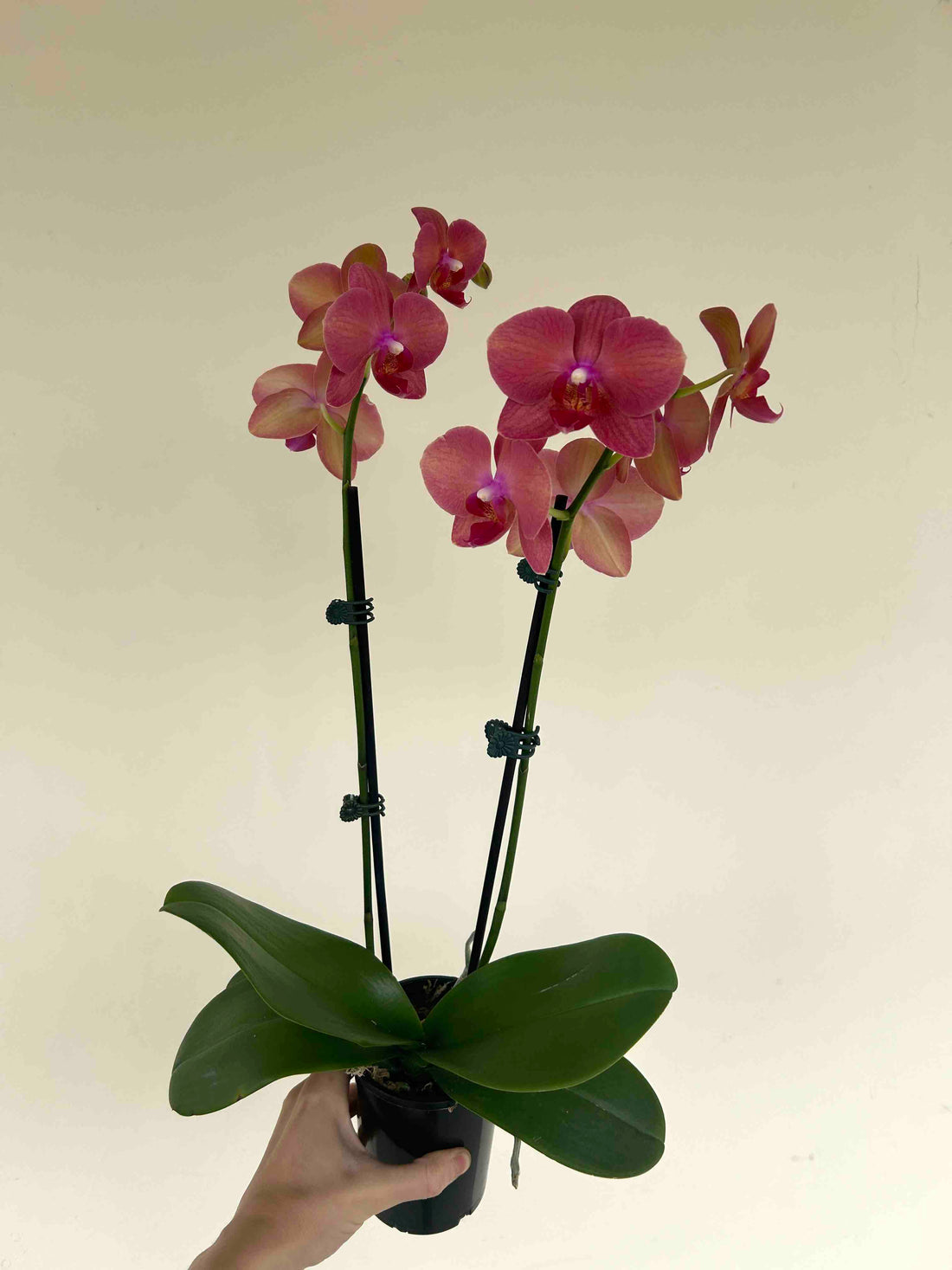 Phalaenopsis Orchid Medium Pot Plant