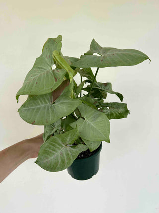 Syngonium Plant