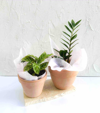 Terracotta-Indoor-Planter-Pots