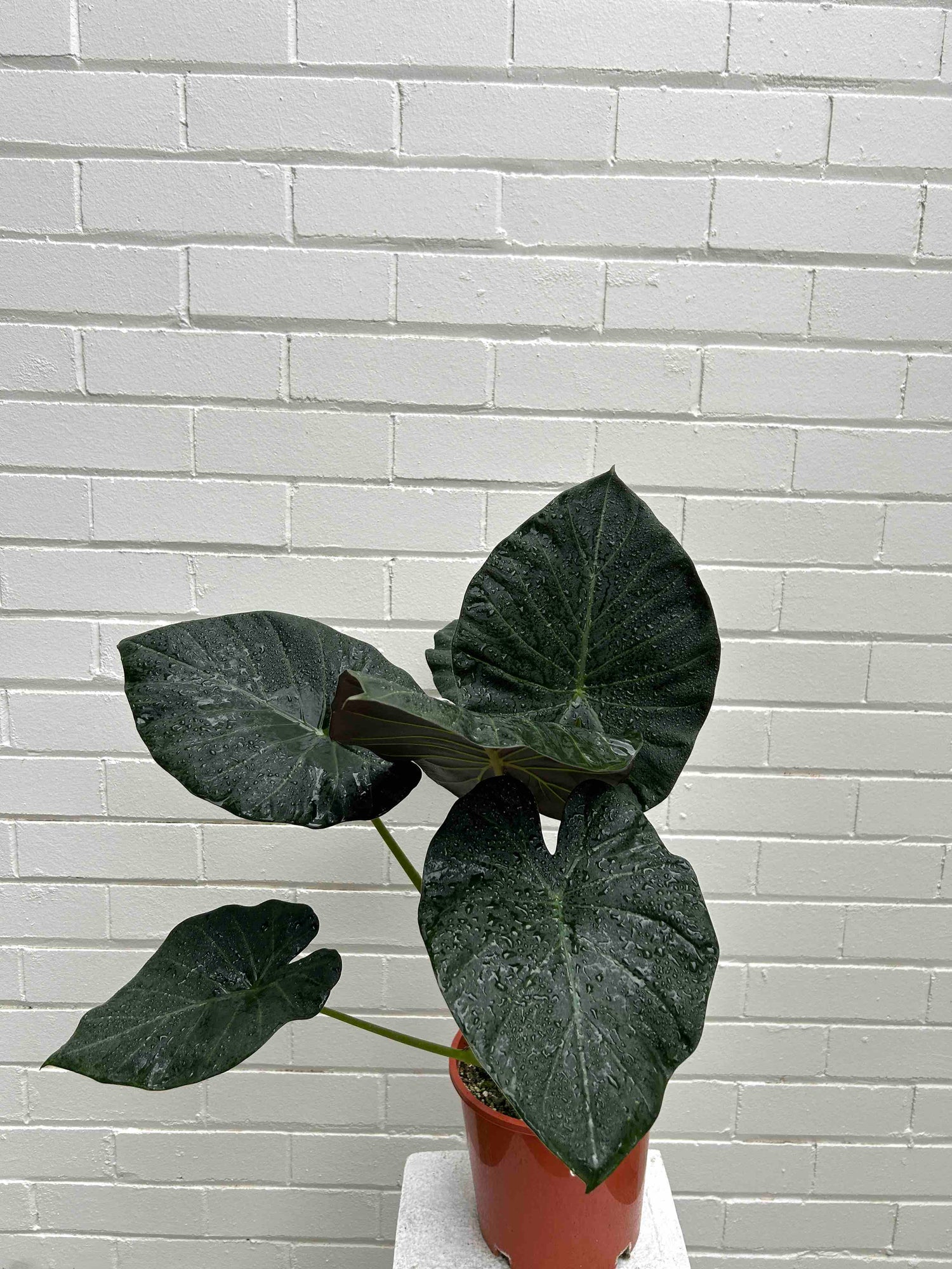 Alocasia Plant