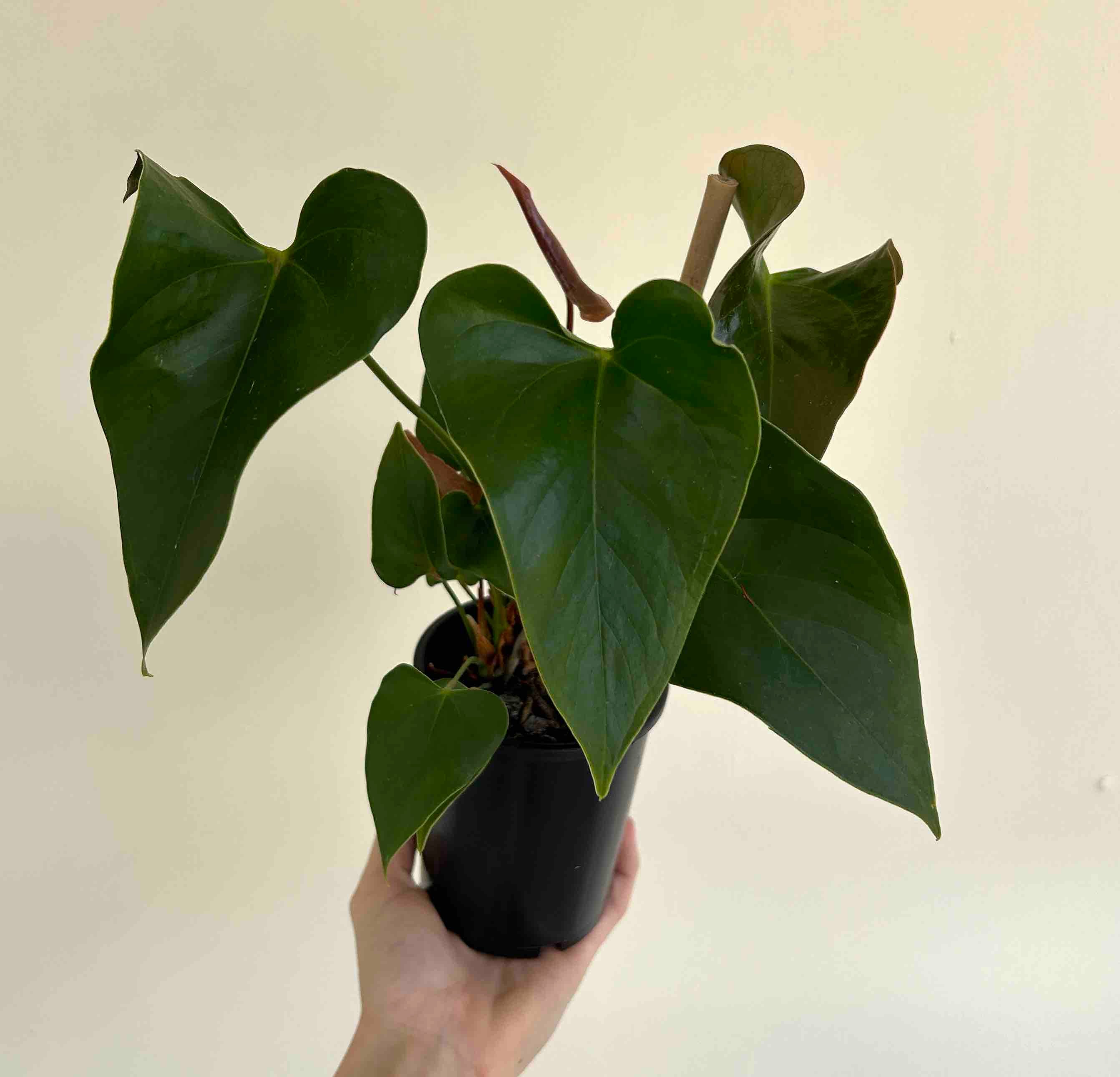 Anthurium Plant