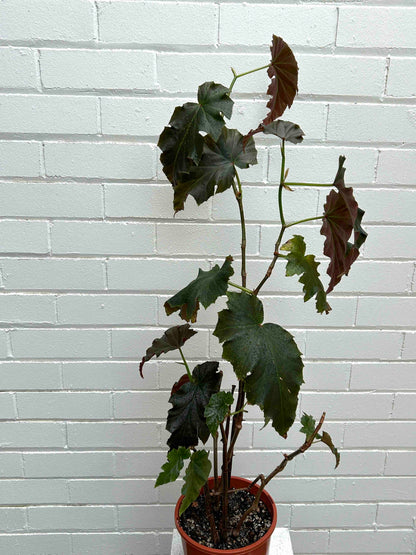 Begonia Plant