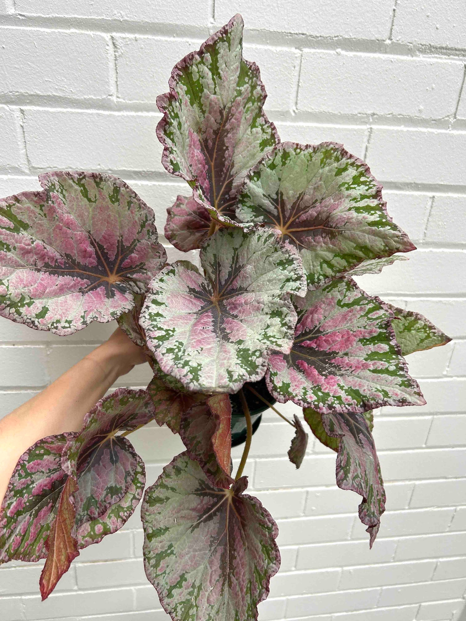 Begonia Plant