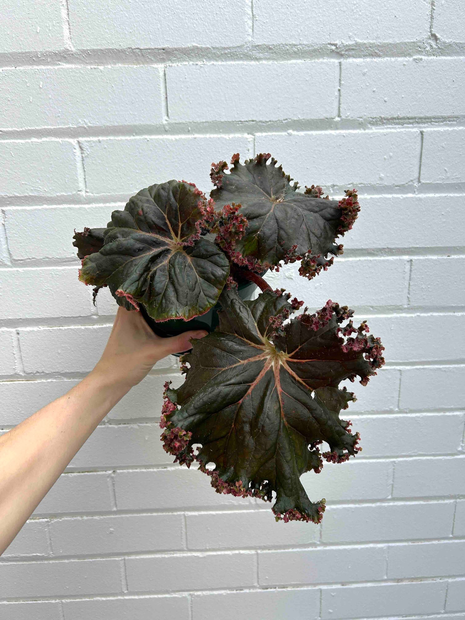 Begonia Plant