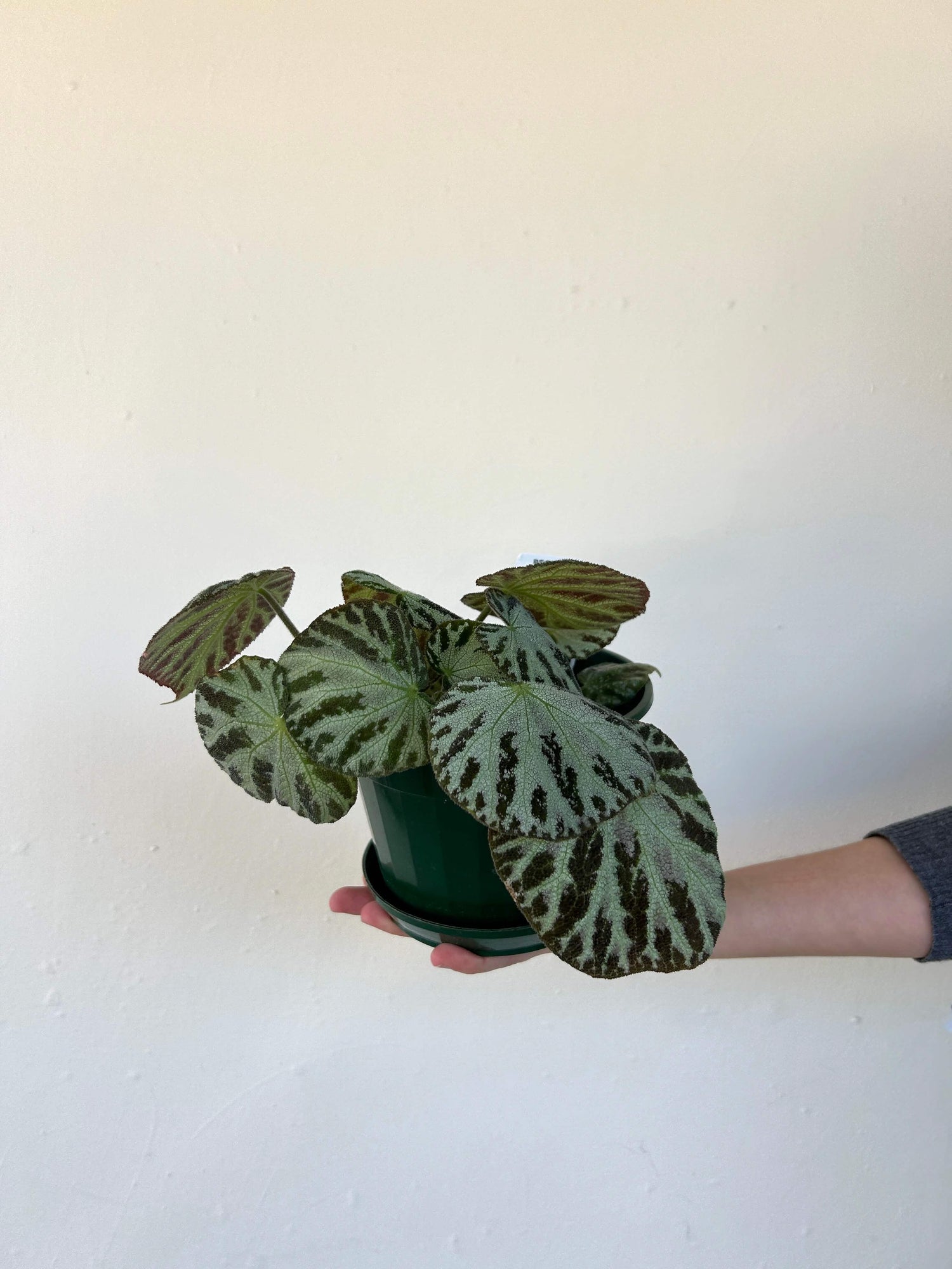 Begonia Plant