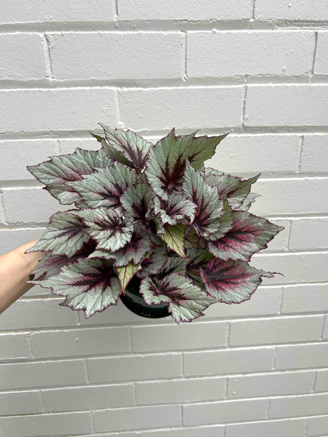 Begonia Plant